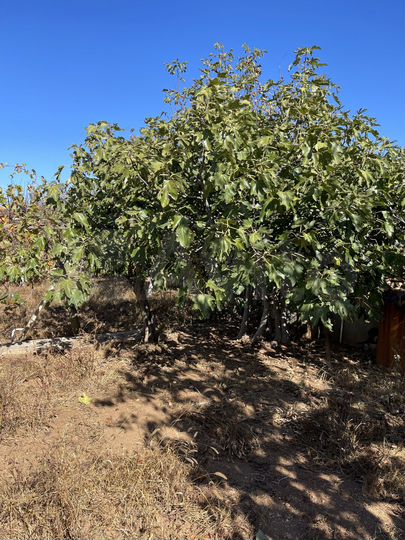 Участок 6,3 сот. (СНТ, ДНП)