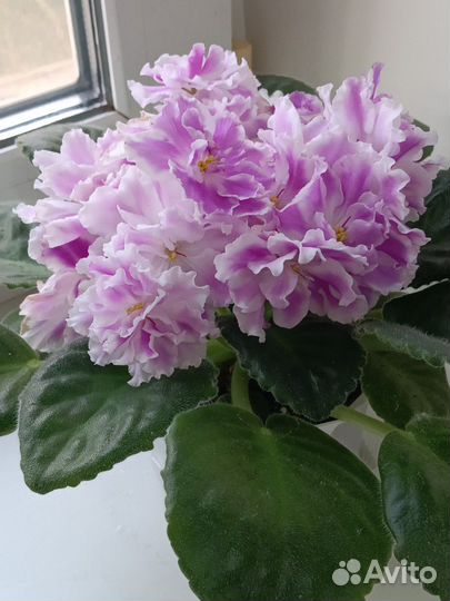 Фиалки сортовые