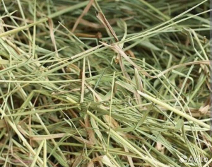 Сено луговое для грызунов, шиншиллы,кроликов
