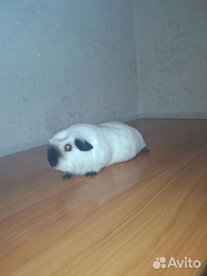 Морская свинка порода калифорния девочка