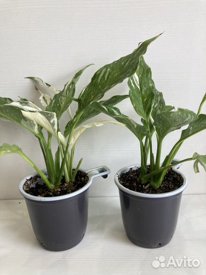 Спатифиллум домино