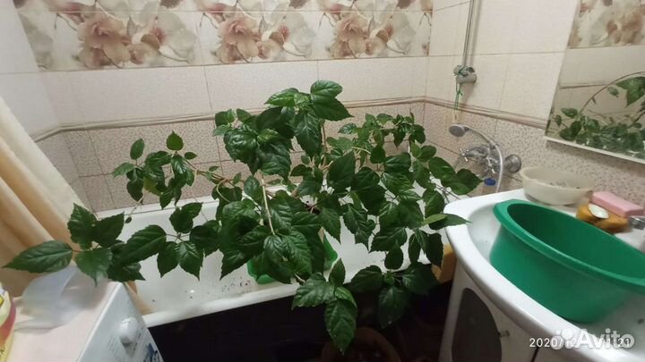 Роза-Гибискус