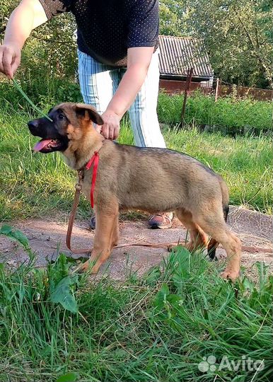 Щенок немецкой овчарки рабочего разведения