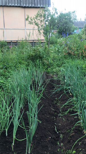 Участок 6 сот. (СНТ, ДНП)