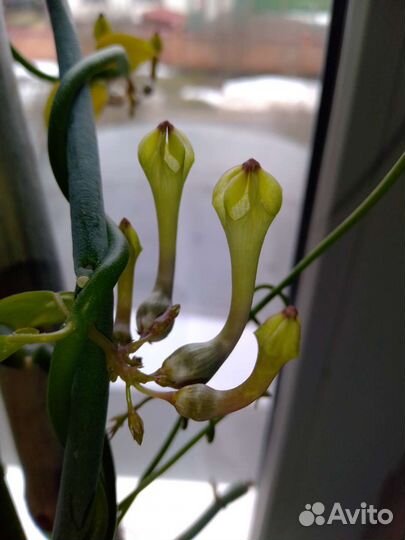 Редкие церопегии