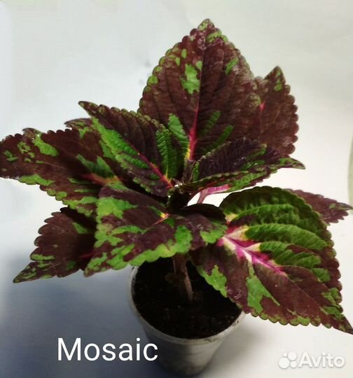 Колеусы вегетативные