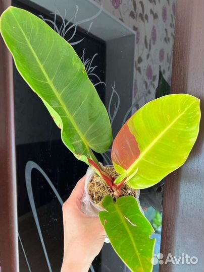 Филодендрон Империал Еллоу Флейм