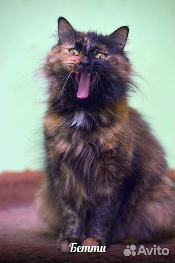 Кошечка очаровашка в добрые руки