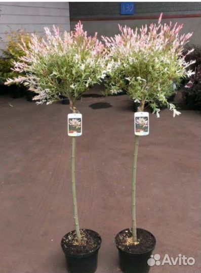 Ива Хакура нишики