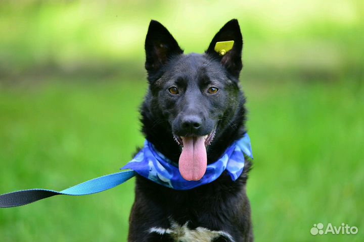 Ночка в добрые руки