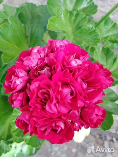 Сортовые пеларгонии