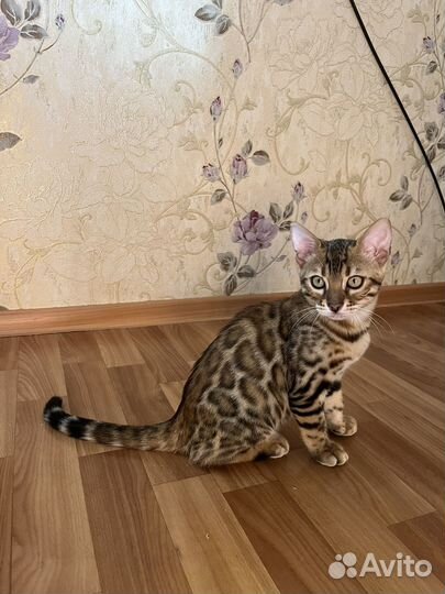 Бенгальские котята