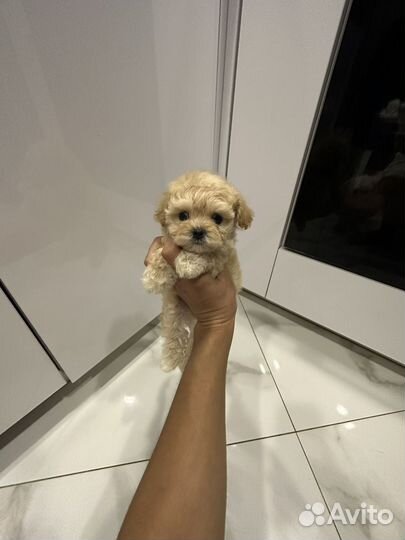 Мальтипу f1 micro микро