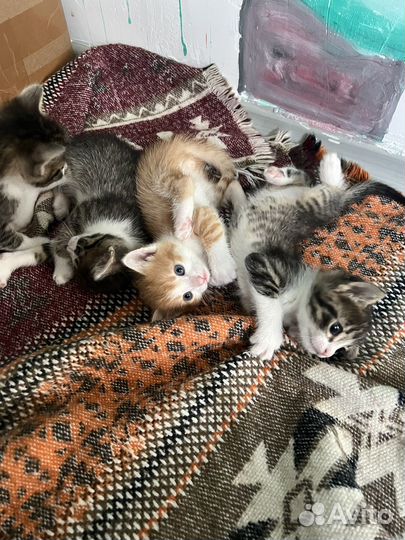 Котята в добрые руки