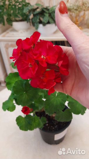 Пеларгония герань