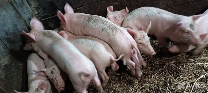 Поросята ландрас