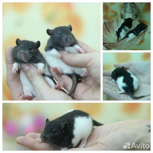 Декоративные крысы, крысята из питомника
