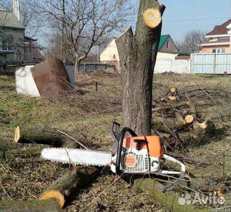 Спил деревьев