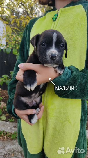 Щенки Кане Корсо