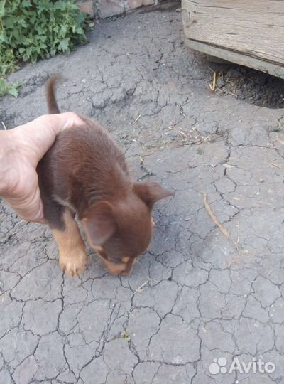 Щенки и собаки