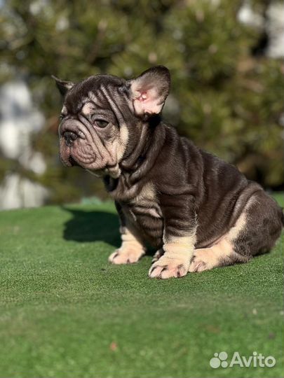 Французский бульдог Bigrope с Изабеллой