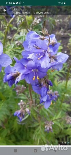 Синюха голубая