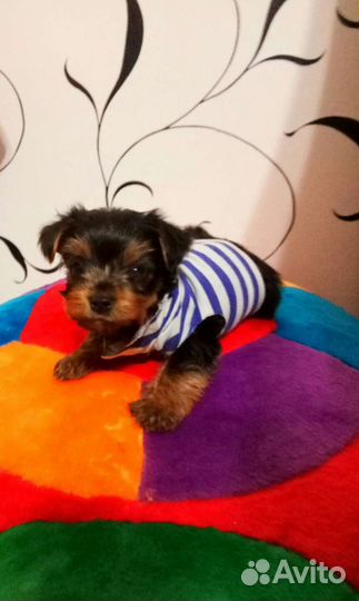 Вязка Мини Йорк