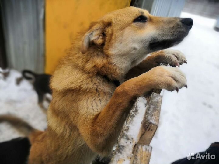 Домашняя лисичка