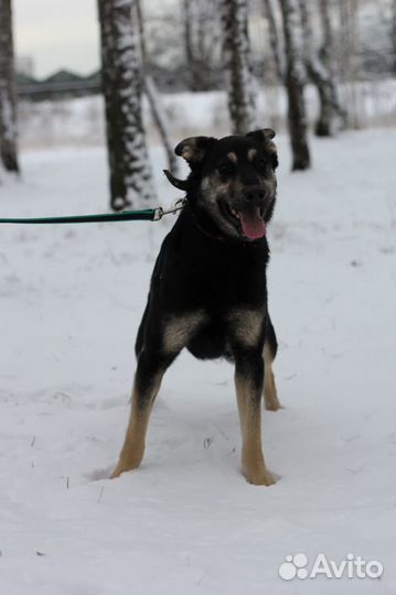 Небольшой пёс в поисках дома