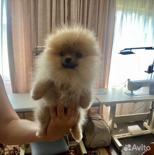 Миниатюрный шпиц