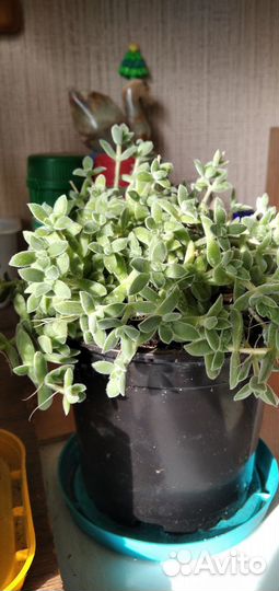 Кактусы и суккуленты