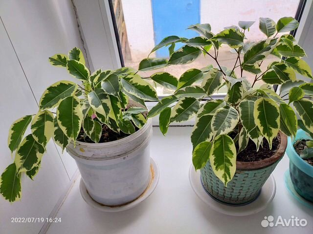 Фикус Бенджамина