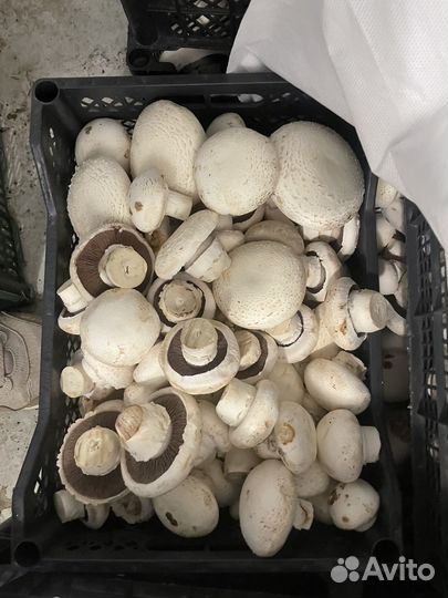 Грибы шампиньоны 2 сорт