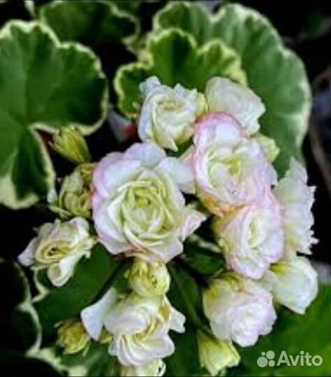 Пеларгония герань сортовая,черенки,70 сортов