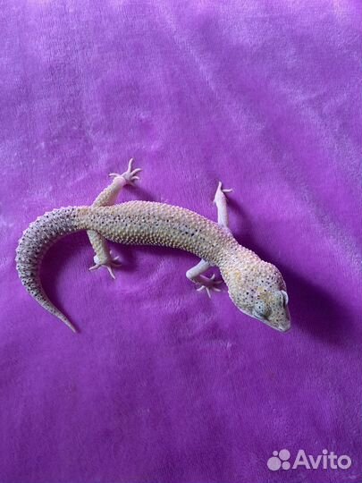 Эублефар самцы (продажа,обмен)