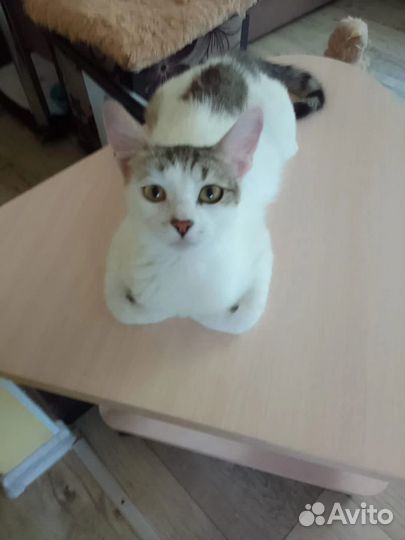 Кошка в добрые руки