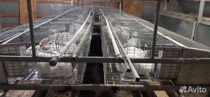 Клетки для кроликов бу