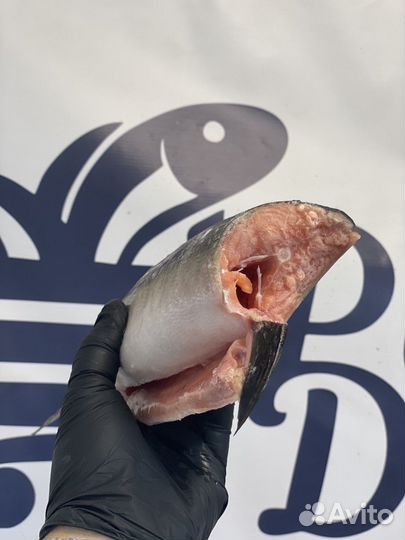 Горбуша свежая