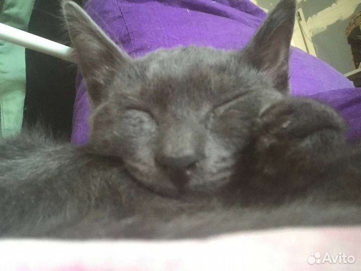 Котята русская голубая