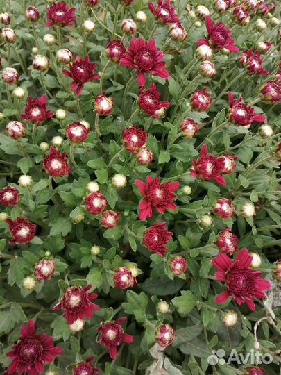 Хризантемы мультифлора