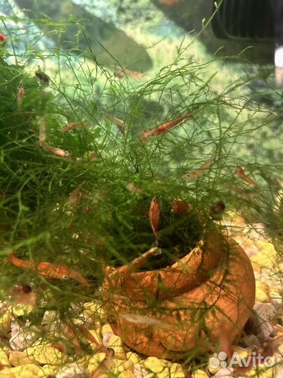 Аквариумные креветки вишни