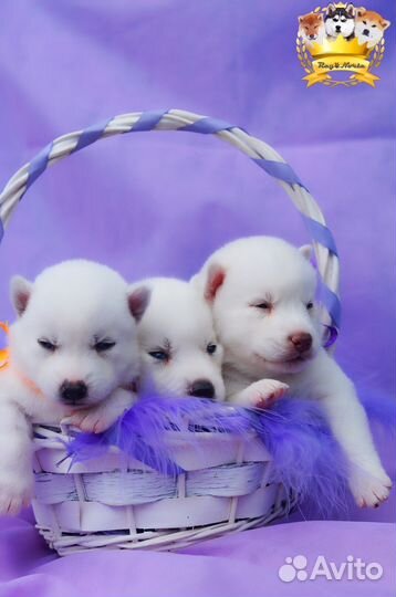 Элитные белые малыши