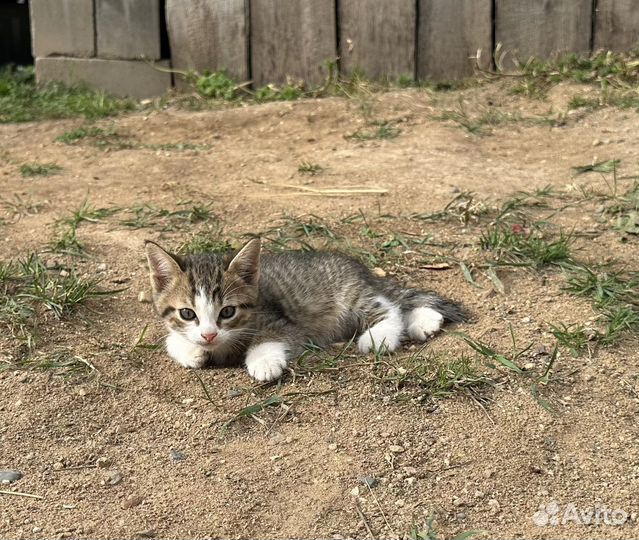 Котята крысоловы