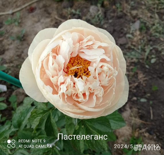 Пионы пастелеганс