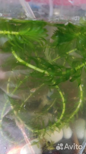 Мальки гуппи