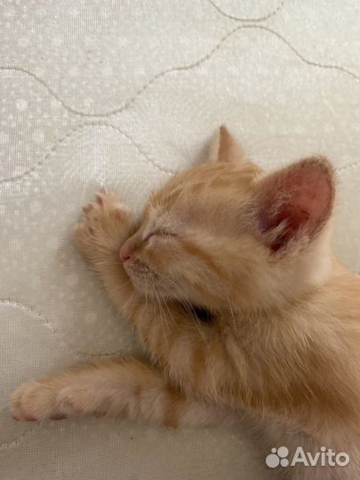 Котенок мальчик