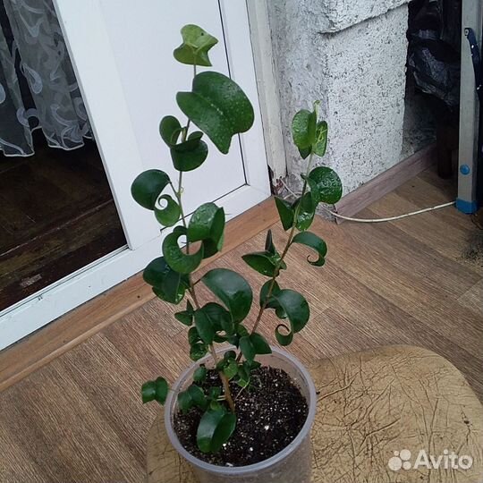 Фикус кучерявый