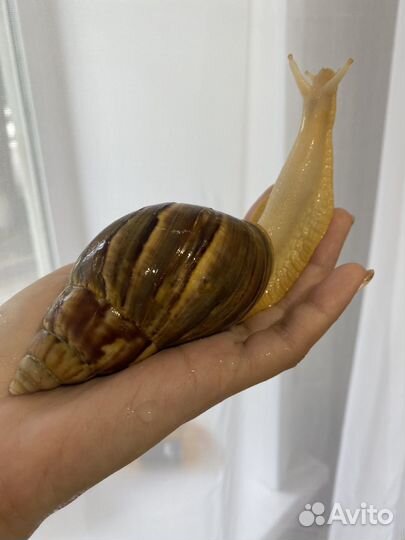 Улитки ахатины