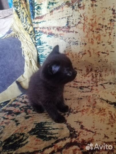 Отдам бесплатно