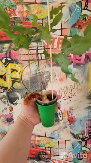 Полиподиум, монстера